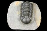 Austerops Trilobite - Nice Eye Facets #127021-1